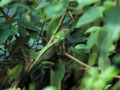 <b>Basilicus vittatus.</b> Costa Rica. Afin d'échapper aux serpents et rapaces, ses principaux prédateurs, ce lézard n'a d'autre solution que de se perdre dans le feuillage des buissons de la forêt tropicale. Homochromie, Lézard peureux, Basilicus vittatus. Costa Rica. 