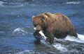 <b>Ursus arctos.</b> Au mois de juillet, les saumons remontent les torrents, jusqu'aux sources de leur vie, pour frayer. Les ours les attendent pour les cueillir, depuis des générations d'ours, toujours aux mêmes places, pour se gaver de leur chair rouge et nourrissante. Ours brun et saumon, Alaska. 