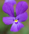  Violette éperonnée. Pensée des Alpes. Viola calcarata. Parc National de Mercantour l'été. Alpes Maritimes. France. 