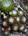  Joubarbe à toile d'araignée. Sempervivum arachnoideum. Fleur de haute montagne. Parc National du Mercantour. Alpes Maritimes. France. 