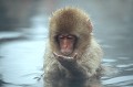  Macaque du Japon dans source d'eau chaude. Macaca fuscata. Ile H 
 l'hiver au Japon. 