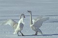  Japon. Hiver. Okkaido. Cygnes chanteurs en parade sur lac gelé. 