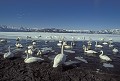  Cygne chanteur. Cygnus cygnus. Lac gelé l'hiver à Hokkaido au Japon. 