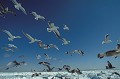  Vol de goélands 
 sur la banquise en Mer d'Okhotsk 
 au large d'Okkaido 
 au Japon l'hiver. 