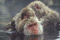  Macaque du japon dans source d'eau chaude. Macaca fuscata. Ile de Hunshu, Japon l'hiver 