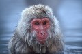  Macaque du Japon dans source d'eau chaude. Macaca fuscata. Ile Hunshu. L'hiver au Japon 
