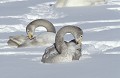 Cygnus cygnus. Cygnes chanteurs posés dans la neige,  sur un lac gelé à Hokkaido au Japon. Japon. Hokkaido. L' hiver, sur un lac gelé. Cygne chanteur ou sauvage. Cygnus cygnus; 