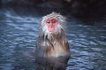  Macaque du Japon. Macaca fuscata. Source d'eau chaude à Hunshu 
 l'hiver au Japon. 