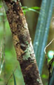 <b>Uroplatus sikorae.</b> Madagascar. Dans les forêts tropicales de l'est de la Grande île, la palme du camouflage revient à ce reptile nocturne qui se mêle aux mousses et lichens des troncs d'arbres. Il utilise une double technique de camouflage : chromatique et géométrique. Homochromie, Gecko à queue plate, Uroplatus sikorae. Reptile de Madagascar. 