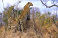 <b>Panthera pardus</b>. Afrique du sud. Léopard en Afrique du sud. 