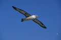  Albatros de Laysan iles Hawaii 