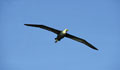 Albatros des Iles Galapagos, espèce endémique,famille des diomédéidés, se reproduit uniquement sur l'île Española.Envergure 2,5 m. pour 4 kg. environ. Albatros des Galapagos endémique uniquement sur l'île Española aux îles Galapagos Equateur 
