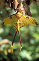 <b>Argema mittrei.</b> Espèce endémique. C'est l'un des plus gros papillons du monde. Le mâle mesure jusqu'à 20 cm de longueur de la tête au bout de la queue. Papillon endémique, Argema mittrei. 