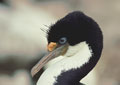 <b>Phalacrocorax albiventer.</b> Bon voilier, il niche le long des promontoires côtiers, constituant de petits groupes ou des colonies plus importantes. Il cohabite parfois avec des manchots. Sa répartition s'étale des côtes de l'Argentine à la Terre de Feu et dans les îles subantarctiques. Cormoran royal, Phalacrocorax albiventer, îles Falkland et côtes de l'Argentine. 