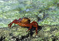 Crabe rouge des Iles Galapagos Crabe Zayapa des Iles Galapagos Equateur 