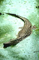 <b>Crocodilus niloticus.</b>Identique à l'espèce africaine bien que certains tendent à la considérer comme une espèce endémique (C.n.madagascariensis). Atteint 4 mètres de longueur. Une chasse intense dans le passé pour sa peau et la collecte des oeufs a presque décimé l'espèce qui reconstitue aujourd'hui lentement ses effectifs. On compte environ 30.000 individus, largement répartis sur l'île, dans des régions difficiles d'accès (rivières ou zones marécageuses). Crocodile du Nil, crocodylus niloticus amphibien de Madagascar. 