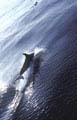  Dauphin commun mammifère marin cétacé habitant les mers et océans tempérés Iles Galapagos Equateur 