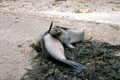 <b>Mirounga leonina.</b> Jeunes femelles. Phoque persécuté jusqu'en 1900 pour en prélever sa graisse. Eléphant de mer, mammifère marin de l'hémisphère sud, Iles Falkland. 