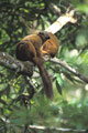<b>Eulemur fulvus fulvus.</b> Ce lémurien, que l'on trouve aussi à Mayotte, est la seule espèce qui ne présente pas de dimorphisme sexuel. Le corps mesure environ 50 cm, autant pour la queue, pour un poids de 2 à 3 kg. Habite la forêt pluvieuse, dans de petits territoires situés au centre-est et au nord-ouest de Madagascar. Maki brun, Eulemur fulvus fulvus de Madagascar et Mayotte. 