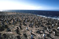 <b>Eudyptes chrysocome.</b> Les colonies sont situées assez loin de la mer, souvent sur les plateaux de falaises. Les jeunes âgés d'une vingtaine de jours sont regroupés en crèches, puis quittent la colonie un mois et demi après environ. Gorfou sauteur, Eudyptes chrisocome, manchot des îles Falkland et subantarctiques. 