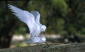  Gygis blanc ou sterne blanche oiseau de mer des eaux tropicales 