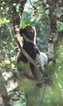 <b>Indri indri.</b>Lémurien endémique.
Très tôt, le matin, l'Indri se manifeste par des hurlements dans les forêts primaires et humides du centre-est de l'île. Aussitot, d'autres lui répondent et leurs cris se propagent à l'infini dans l'atmosphère emplie de brume. Indri indri lémurien endémique de Madagascar. 