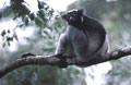 <b>Indri indri.</b>Espèce endémique malgache, mesure 60 cm pour 7 kg et arbore une queue de 5 cm seulement. Confiné aux forêts pluvieuses du centre-est de l'île, il constitue des groupes de 2 à 6 individus dirigés par la femelle. Evolue dans la canopée où il se nourrit essentiellement de feuilles.
L'espèce est menacée par la déforestation. Indri indri, lémurien endémique malgache. 