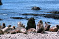 <b>Otaria byronia.</b>Les harems rassemblent une dizaine de femelles autour d'un mâle. La femelle, qui ne possède pas de crinière est moins imposante que le mâle, malgré son poids de 130 kg. à l'âge adulte. Lion de mer. Otaria byronia. Harem. Iles Falkland. 
