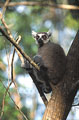 <b>Lemur catta.</b>Lémurien endémique qui se cantonne à la partie sud-ouest de l'île. Soumis à un régime végétarien à base de fruits et de feuilles, complété à l'occasion par de petits invertébrés. Il affectionne principalement les forêts sèches ou à galeries et les falaises rocheuses. Maki catta, Lemur catta, endémique de Madagascar. 