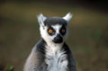 <b>Lemur catta.</b>Lémurien diurne de Madagascar. Taille 40 cm plus une queue de 55 cm. pour 3 kg environ. Grégaire et non territorial, il forme des groupes d'une dizaine d'individus, parfois du double. Maki ou Lemur catta. Lémurien endémique de Madagascar. 