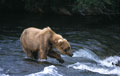 <b>Ursus arctos.</b> L'ours brun court à 50 km/heure environ, nage bien et grimpe aux arbres. Le poids d'un mâle adulte approche les 500 kg, pour une taille de 2,80 m lorsqu'il est debout sur les pattes arrière, dans la position dite "du totem". ours brun à l'affût du saumon en Alaska, Ursus arctos 