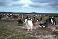 <b>Pygoscelis papua.</b> Il s'établit en colonies d'importances variables selon les sites choisis, assez éloignés de la mer, sur un terrain plat et herbeux de préférence. Manchot papou. Pygoscelis papua. Sphéniscidés de la zone subantarctique et des îles Falkland. 