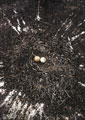 <b>Pygoscelis papua.</b> Le nid recueille deux oeufs, mais un seul jeune le plus souvent survivra. Manchot papou, Pygoscelis papua, manchot de la zone subantarctique et des îles Falkland. 