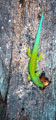 <b>Phelsuma quadriocellata.</b>Espèce endémique malgache qui mesure environ 10 cm en totalité. Caractérisée par ses taches dorsales rouges, et noires à la naissance des pattes avant. Gecko. Phelsuma lineata bombatokensis 