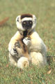 <b>Propithecus verreauxi.</b> Les lémuriens ou lémurs sont issus d'une branche des primates qui s'est développée il y a 50 millions d'années environ à Madagascar. Ils remplacent dans la Grande île les singes qui peuplent l'Afrique et d'autres régions du monde.
Les lémuriens ne connaissent que peu d'ennemis, excepté l'homme et le Fosa (Cryptoprocta ferox) appelé "puma malgache", redoutable prédateur. Propithèque de Verreaux, Propithecus verreauxi, lémurien endémique de Madagascar. 