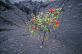  Red Ohia arbre perçant la lave du Parc des Volcans Hawaii 