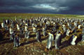 <b>Aptenodytes patagonica.</b> Après avoir été massacrée durant des dizaines d'années, l'espèce a reconstitué aux Iles Falkland une colonie de quelques 400 individus. Dans les îles subantarctiques, les rassemblements comptent plusieurs milliers de têtes. Manchot royal colonie, Aptenodytes patagonica. Manchot habitant les îles Falkland et les îles subantarctiques. 