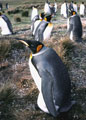 <b>Aptenodytes patagonica.</b> Gros manchot dont la taille avoisine les 90 cm. avec un poids d'une dizaine de kg. Il niche dans la zone subantarctique où il constitue des colonies regroupant parfois plusieurs milliers d'individus. Manchot royal, Aptenodytes patagonica, habitant les régions circumpolaires et les Iles Falkland. 
