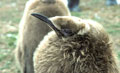 <b>Aptenodytes patagonica.</b> Les jeunes vêtus d'un duvet soyeux vont devoir affronter leur premier hiver avec son cortège de pluies et de vents glacés. Manchot royal, Aptenodytes patagonica, habitant l'hémisphère sud, les Iles Falkland et subantarctiques. 