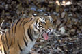 <b>Panthera tigris.</b> Son déclin rapide, conséquence d'une chasse intensive a été  stoppé en 1970 par une loi le protégeant. Il se rencontre jusqu'à 3.000 m d'altitude. Amateur de forêts humides, de jungles sèches ou ouvertes et de marais où il se fond aisément. Tigre du Bengale  adulte le plus grand des félins Inde 