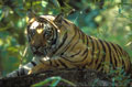 <b>Panthera tigris tigris.</b> Ou tigre du Bengale. Redoutable chasseur mesurant jusqu'à 3 m de longueur pour un poids de 200 kg environ, il est situé tout en haut de la chaîne alimentaire. Six sous-espèces ont été identifiées, dont l'indienne considérée comme celle originelle. Tigre du Bengale le plus gros des félins habitant de l'Inde 