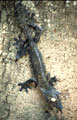 Gecko à queue plate, avec des pupilles de couleur jaune. Plus grand gecko connu du monde, il mesure une trentaine de cm dont 10 environ pour la queue. Il habite les forêts pluvieuses de l'est de l'île. Uroplatus fimbriatus, gecko endémique de Madagascar. 