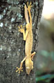 <b>Uroplatus lineatus.</b> Gecko à queue plate, endémique et nocturne. Uroplatus lineatus,  gecko bambou, espèce nocturne et endémique à Madagascar 