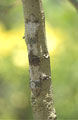 Gecko à queue plate, endémique, nocturne. Arbore de gros yeux avec une pupille verticale. Il mesure 18 cm environ queue comprise. Sa répartition se disperse dans quelques lieux uniquement, le long de la côte est, dans la forêt pluvieuse. Gecko nocturne à queue plate, Uroplatus sikorae. Endémique de Madagascar. 