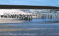 <b>Spheniscus magellanicus.</b> Rassemblement sur la plage avant le départ pour la pêche. L'espèce se trouve le long des côtes de l'Argentine et du Chili. Manchot de Magellan, famille des sphéniscidés, de l'hémisphère sud et des Iles Falkland. 
