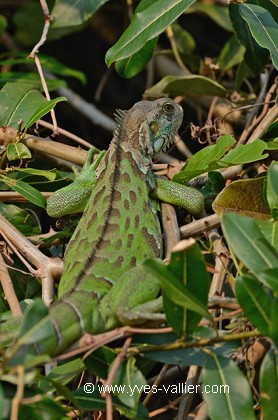 Iguane vert