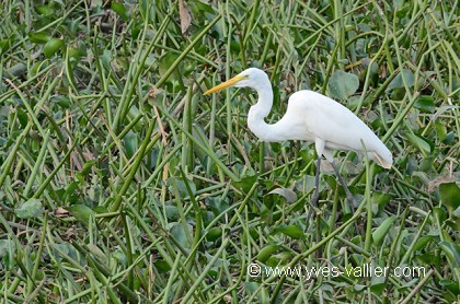 Grande aigrette.