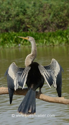 Anhinga d'Amérique.