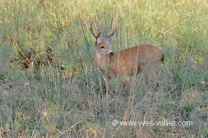 Cerf des pampas.