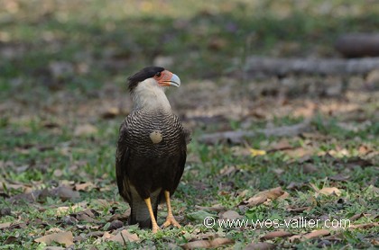 Caracara huppé.